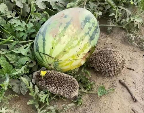 网红大瓜博雅吃瓜视频最全观看,全网最全大瓜集锦，一网打尽网红热点