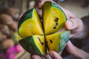 朝阳号外官网免费吃瓜