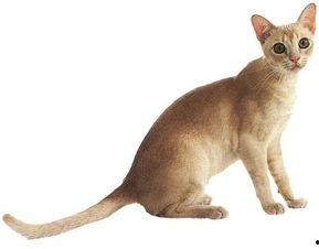 娱乐吃瓜酱猫叫,揭秘娱乐圈那些不为人知的秘密