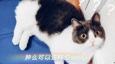 娱乐吃瓜酱猫叫,揭秘娱乐圈那些不为人知的秘密