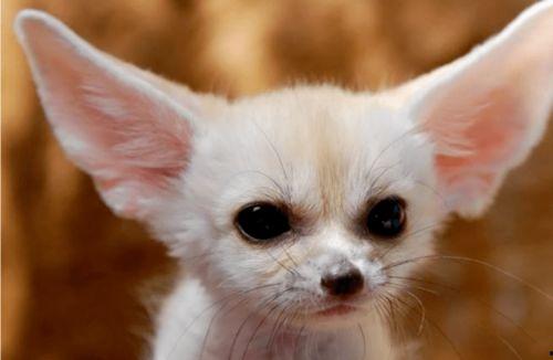 娱乐吃瓜丫狐狸,揭秘丫狐狸背后的故事